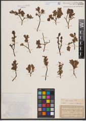 Foto von Salix caesia Vill.
